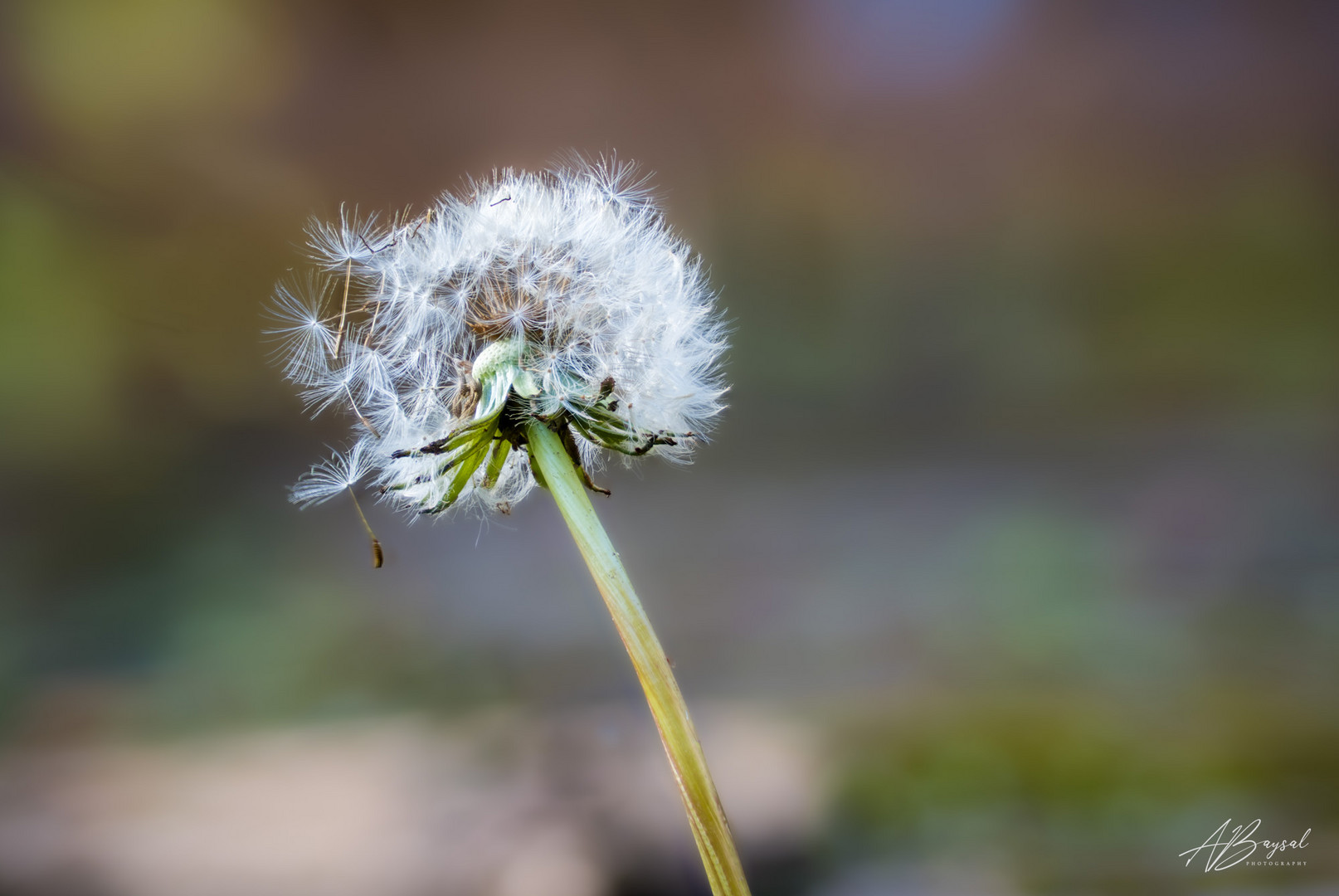 Pusteblume - Fokusstacking