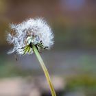 Pusteblume - Fokusstacking