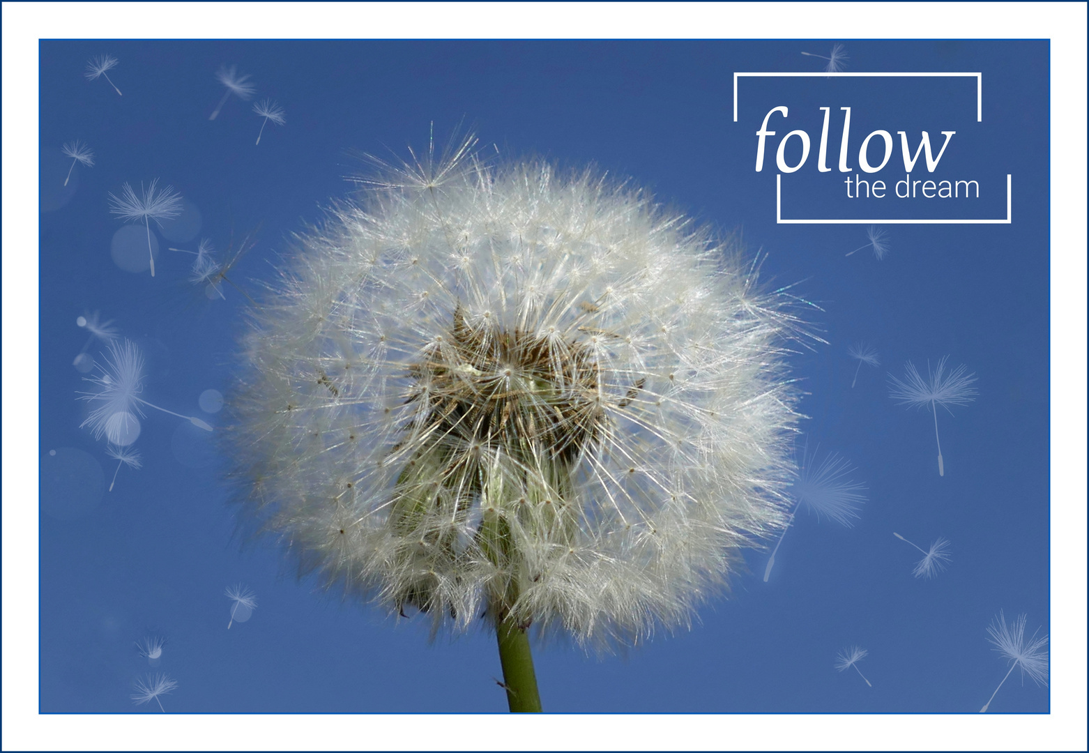 Pusteblume "Follow your Dream"