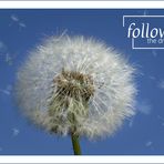 Pusteblume "Follow your Dream"