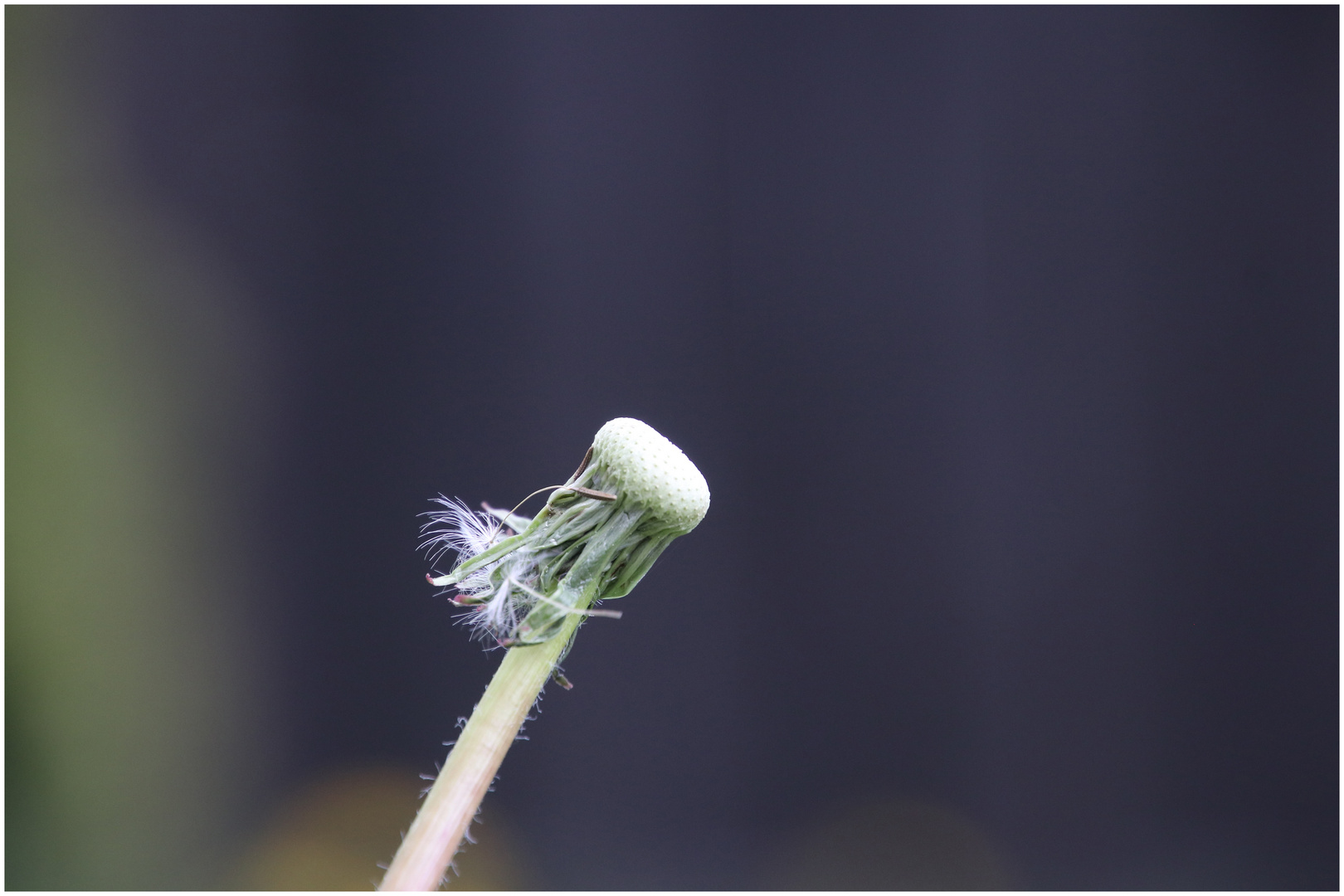 Pusteblume für die Verbreitung gesorgt