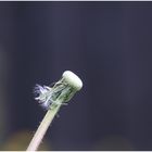 Pusteblume für die Verbreitung gesorgt