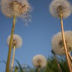 Pusteblume ganz groß