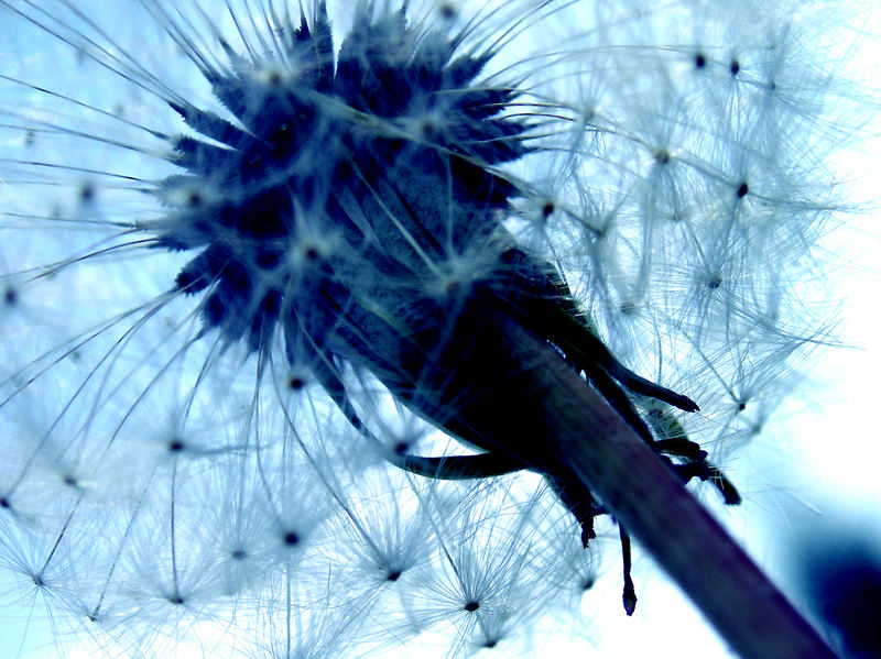 Pusteblume ganz in blau