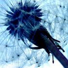 Pusteblume ganz in blau