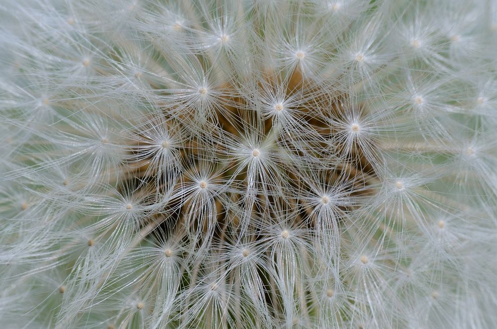 Pusteblume ganz nah!