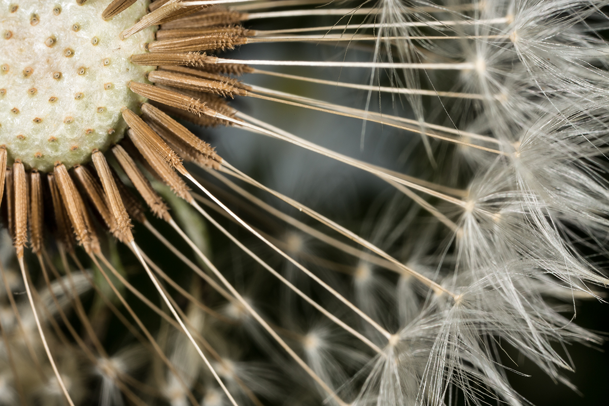 Pusteblume ganz nah