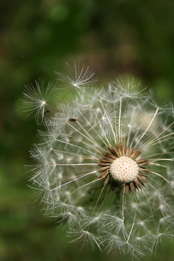 Pusteblume ganz nah