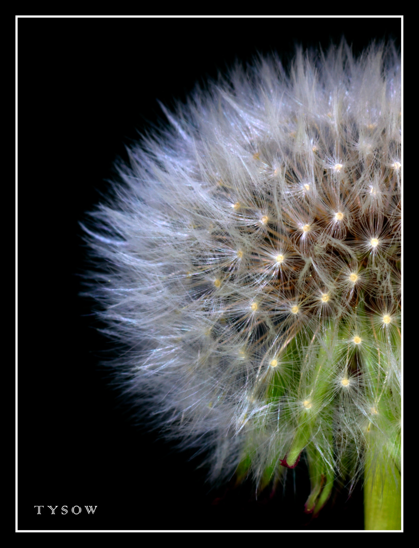 Pusteblume ganz nah