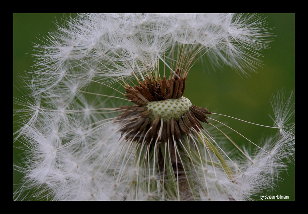 Pusteblume ganz nah....