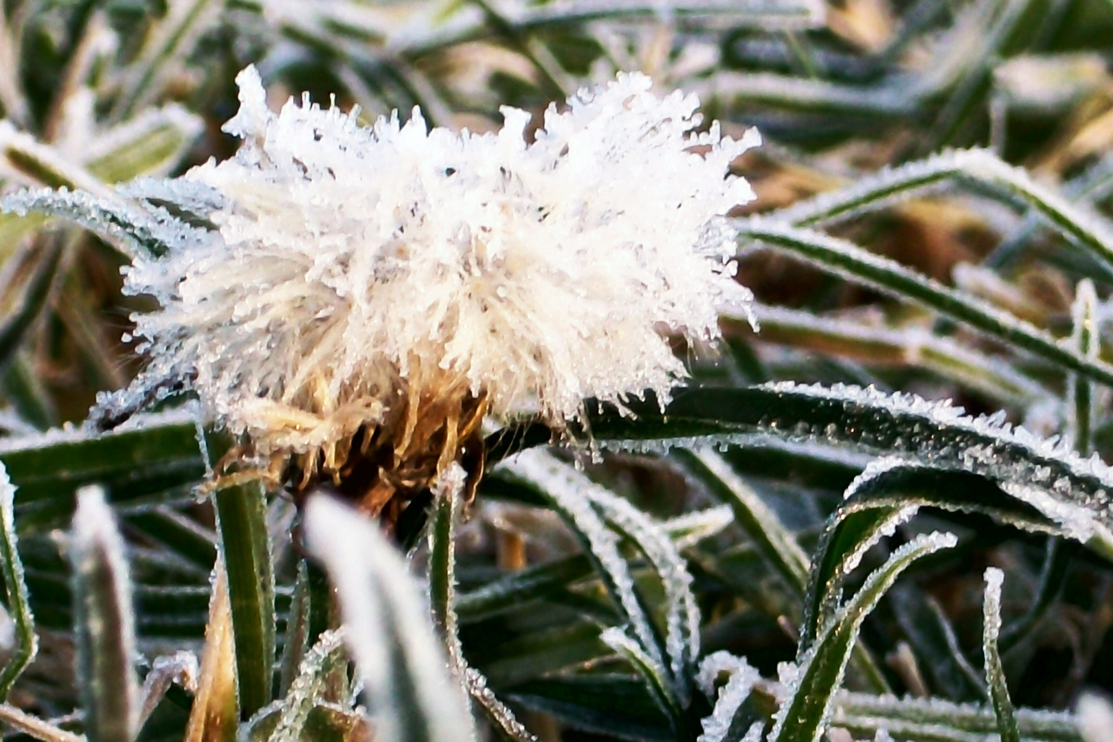 Pusteblume - ganz winterlich angehaucht