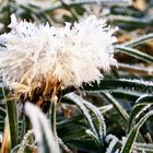 Pusteblume - ganz winterlich angehaucht