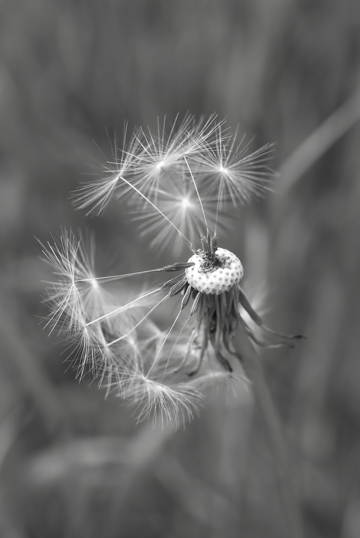 Pusteblume (gew. Löwenzahn) 