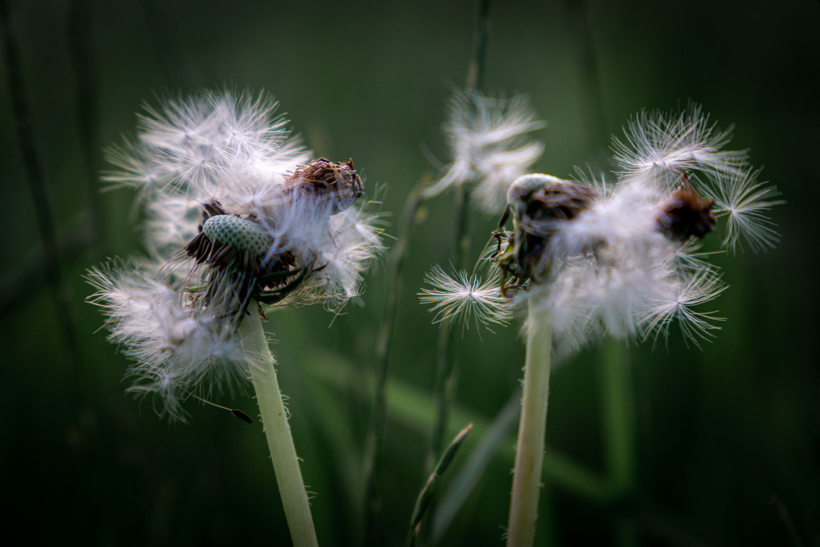 Pusteblume-  Gewusel