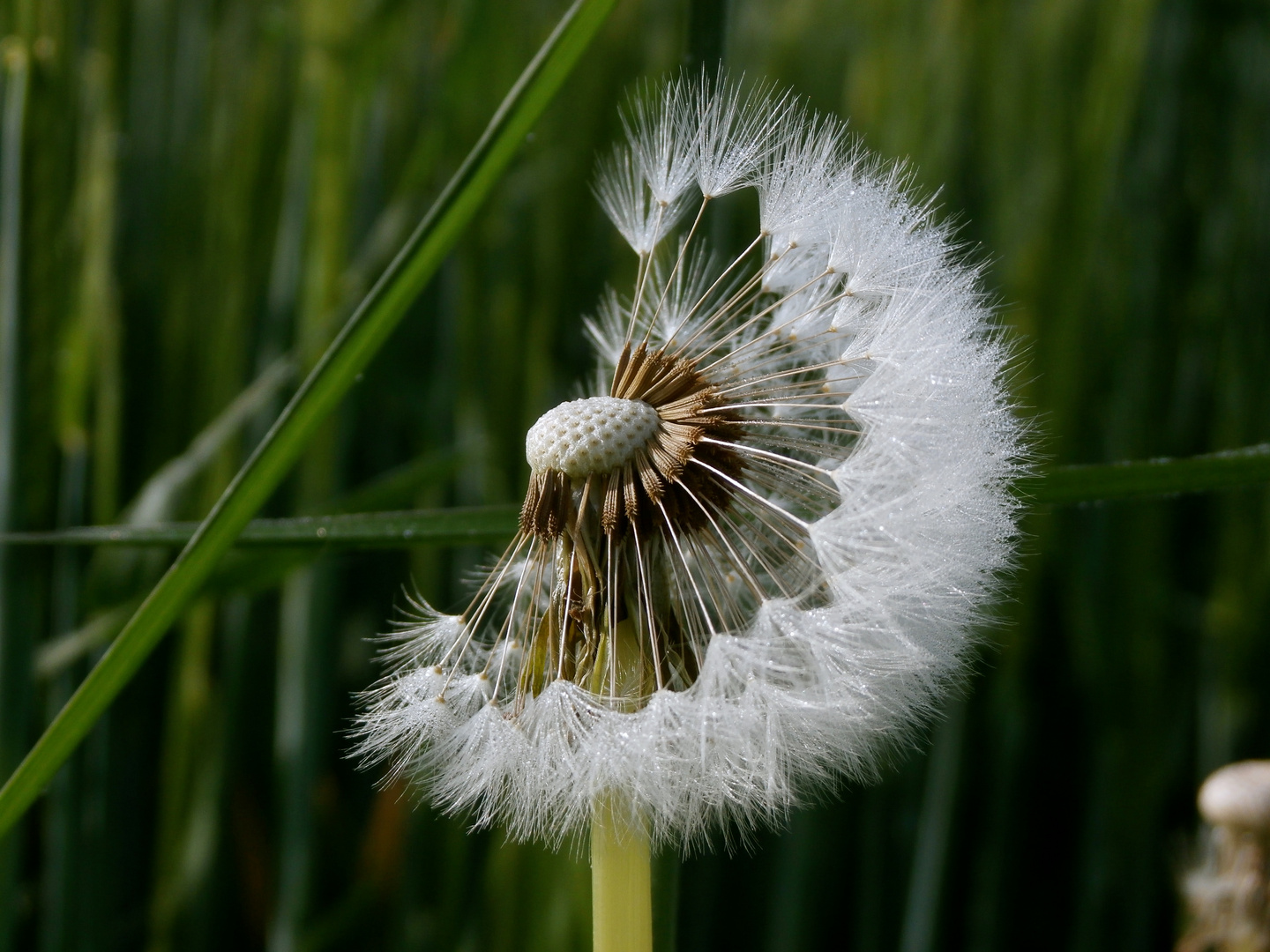 Pusteblume halb mit Tautropfen P5120086