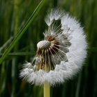 Pusteblume halb mit Tautropfen P5120086