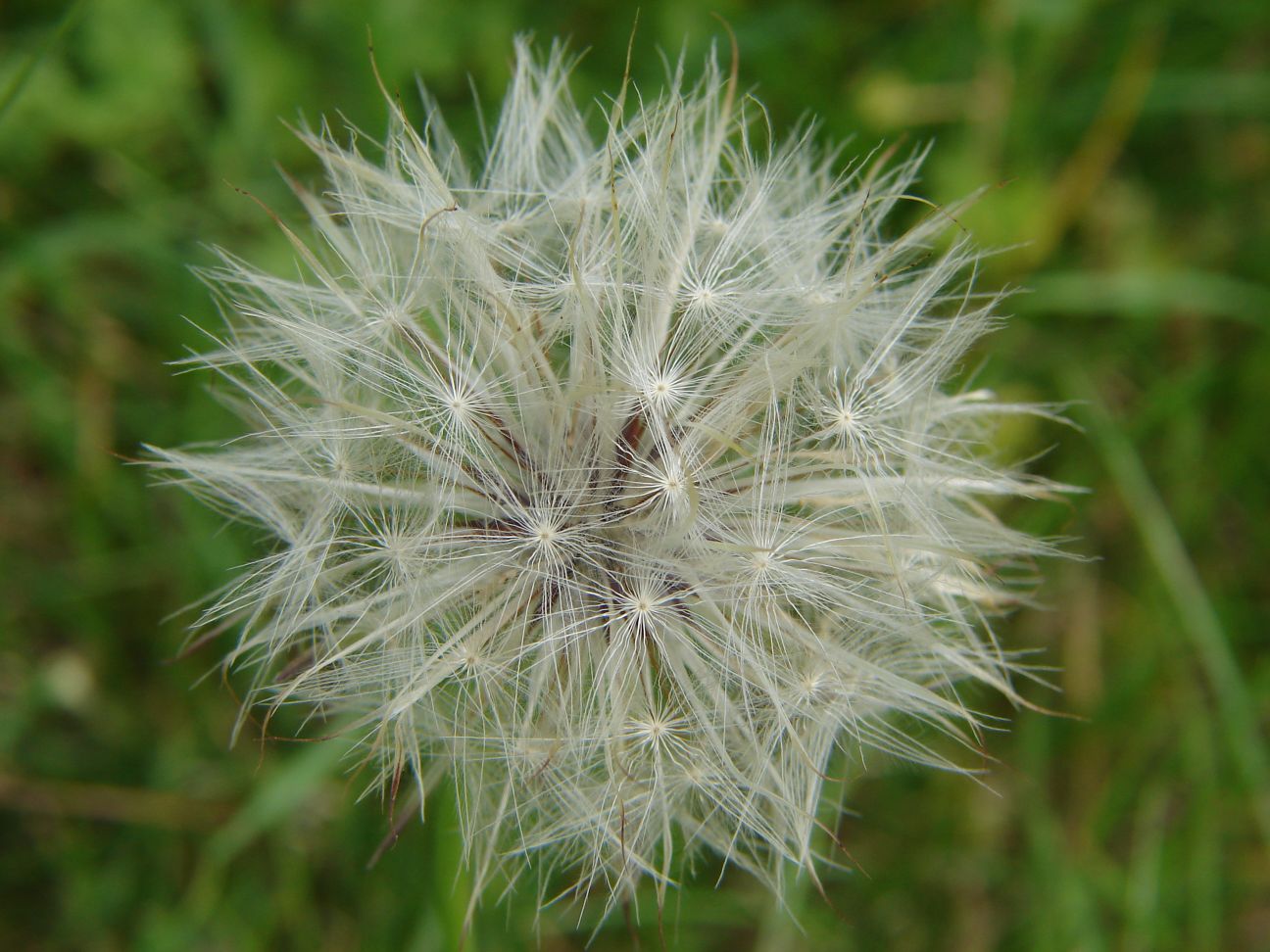 Pusteblume hautnah