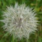 Pusteblume hautnah