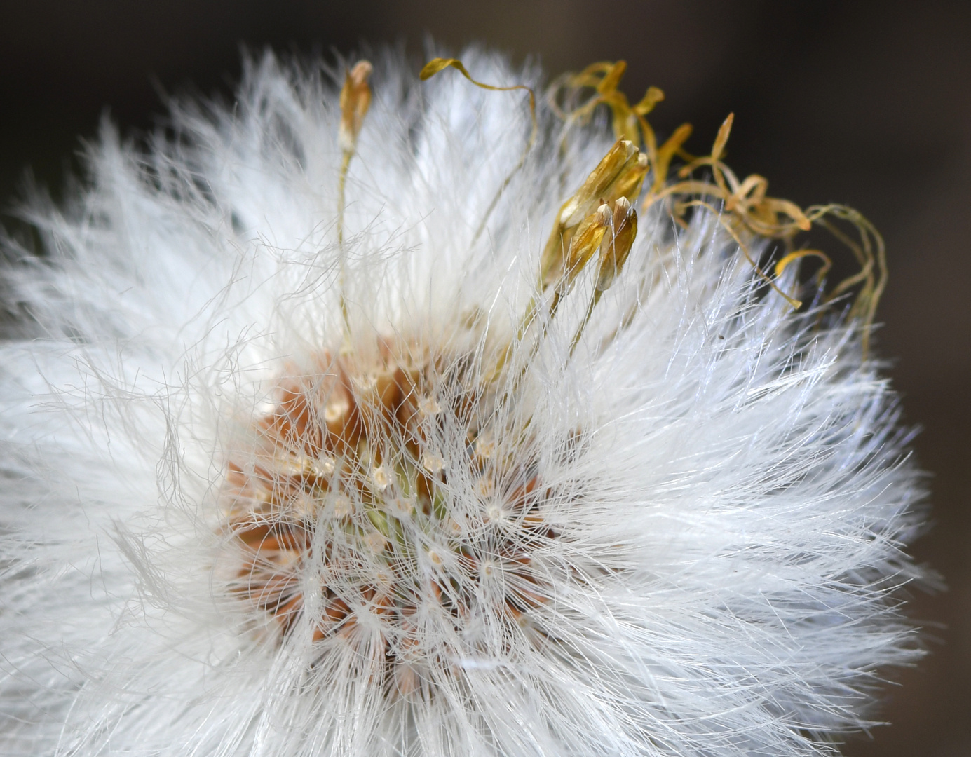 Pusteblume, Huflattich