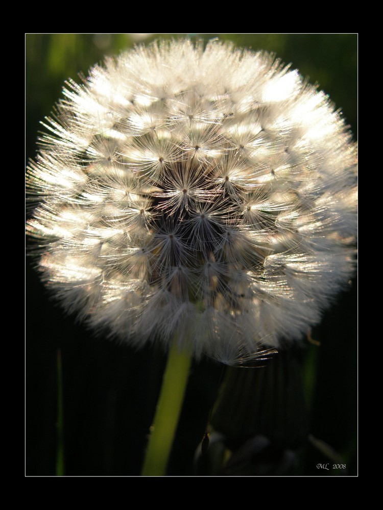 Pusteblume I