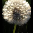 Pusteblume I