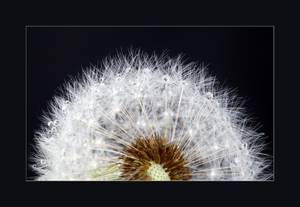 Pusteblume I