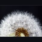 Pusteblume I