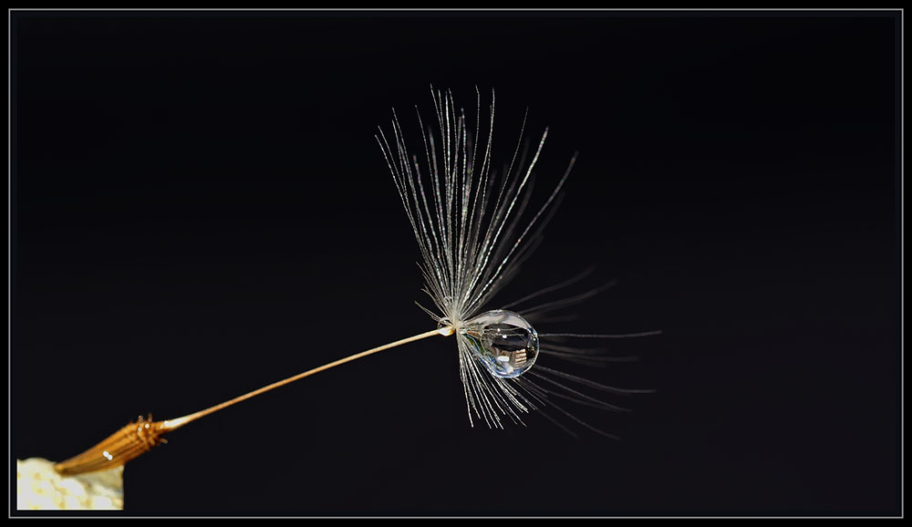 Pusteblume I