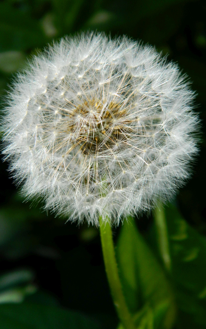 Pusteblume I