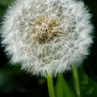 Pusteblume I