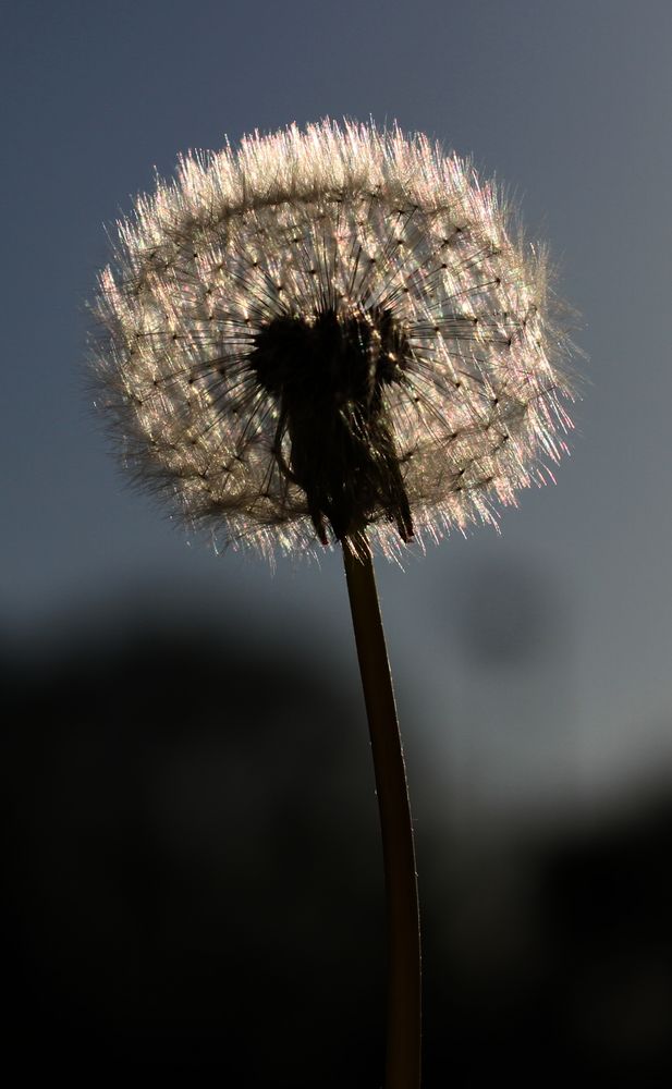 Pusteblume I