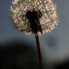 Pusteblume I