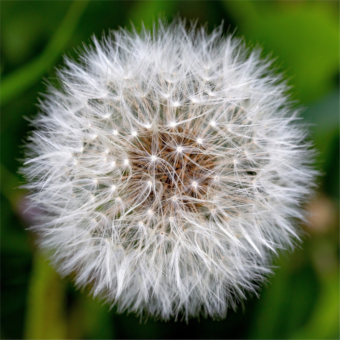 Pusteblume II