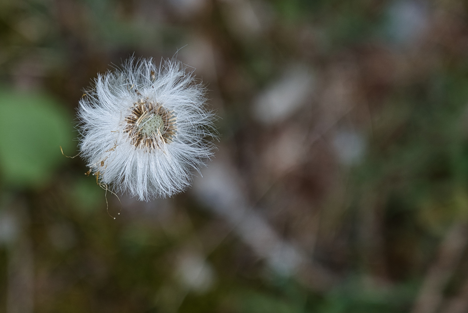 Pusteblume II