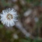 Pusteblume II