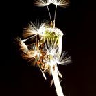 Pusteblume II