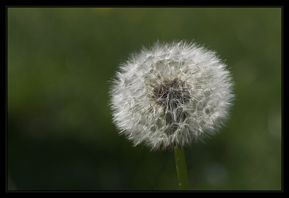 Pusteblume II