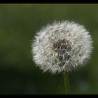 Pusteblume II