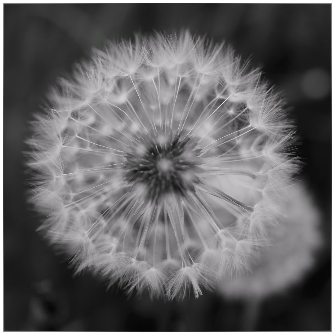 Pusteblume II