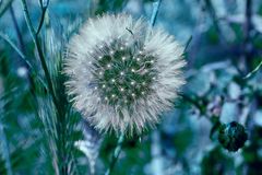 Pusteblume II