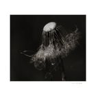 Pusteblume II