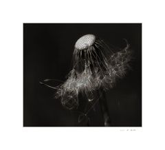 Pusteblume II