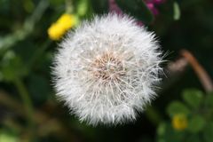 Pusteblume II