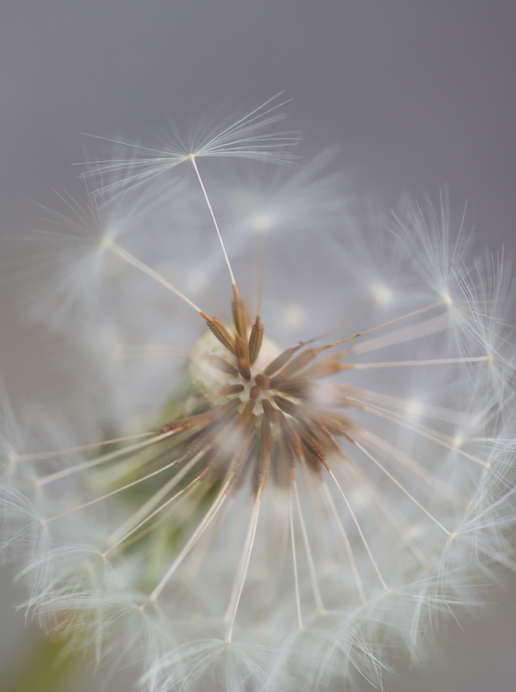 Pusteblume II