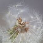 Pusteblume II