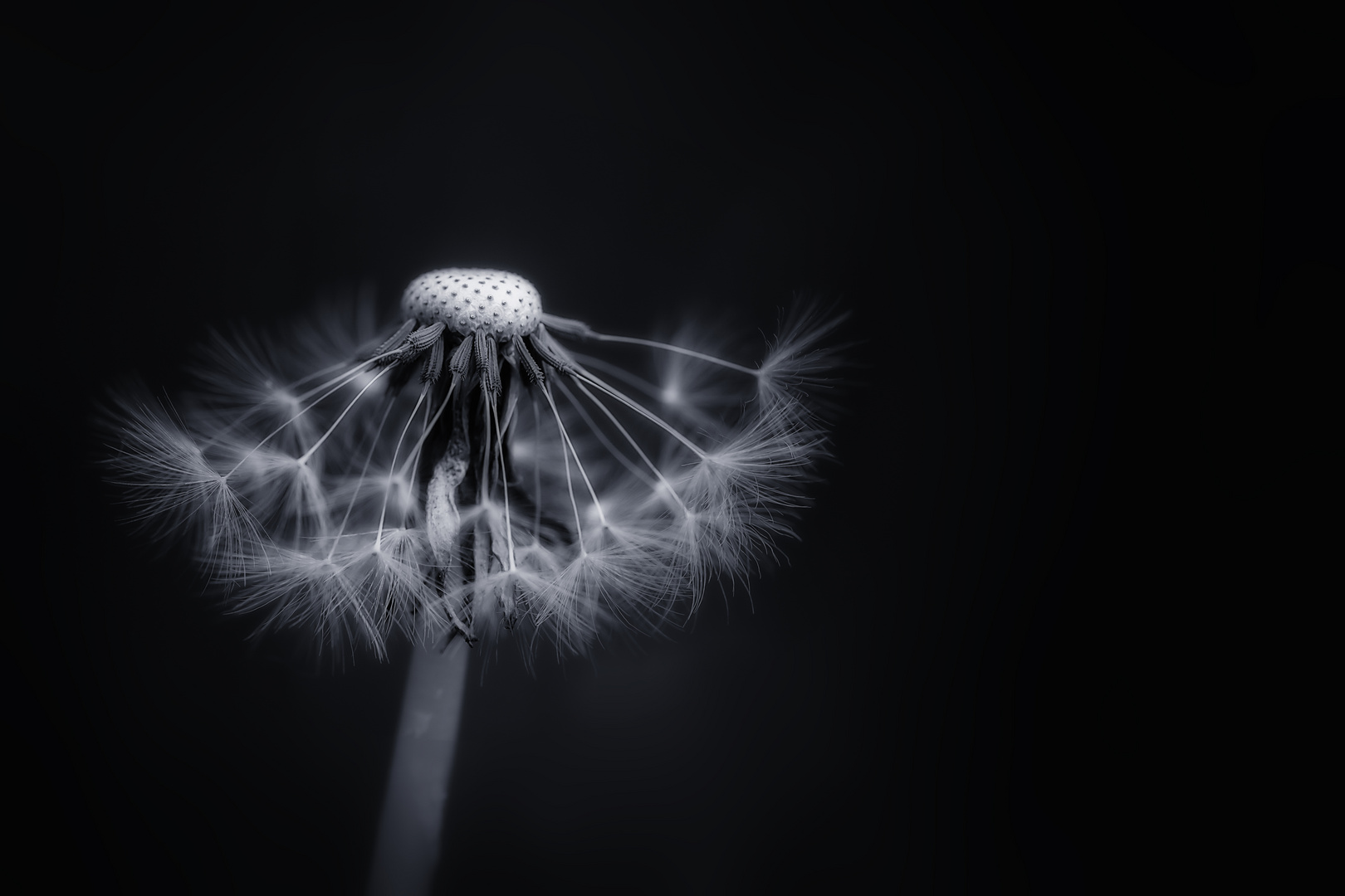 Pusteblume II