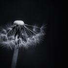 Pusteblume II