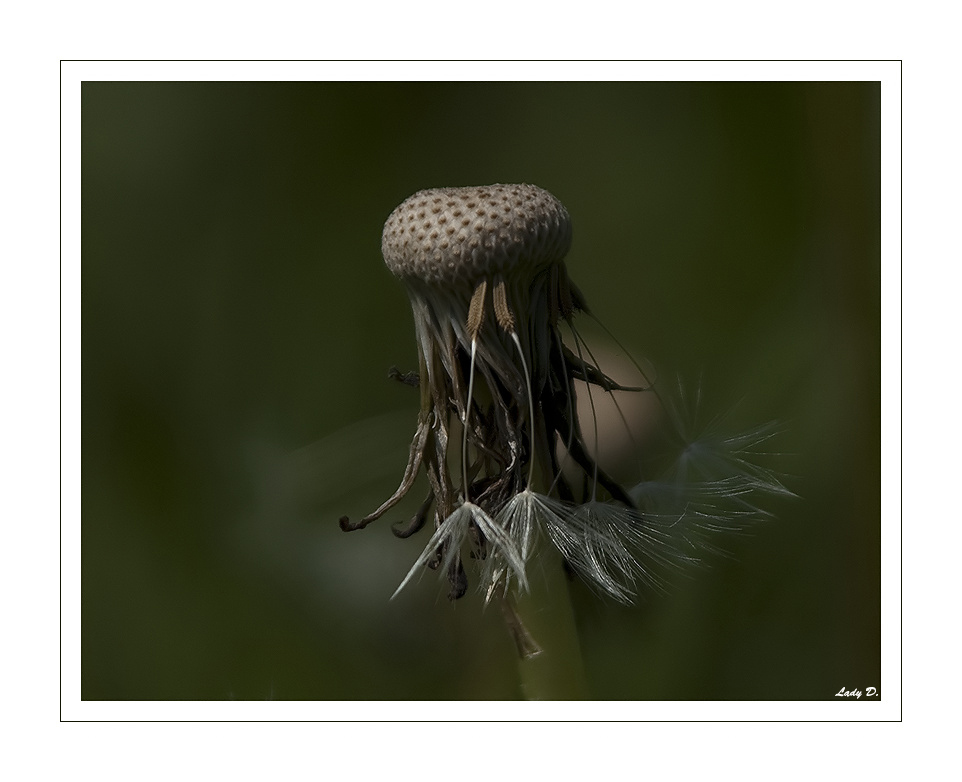 Pusteblume... II