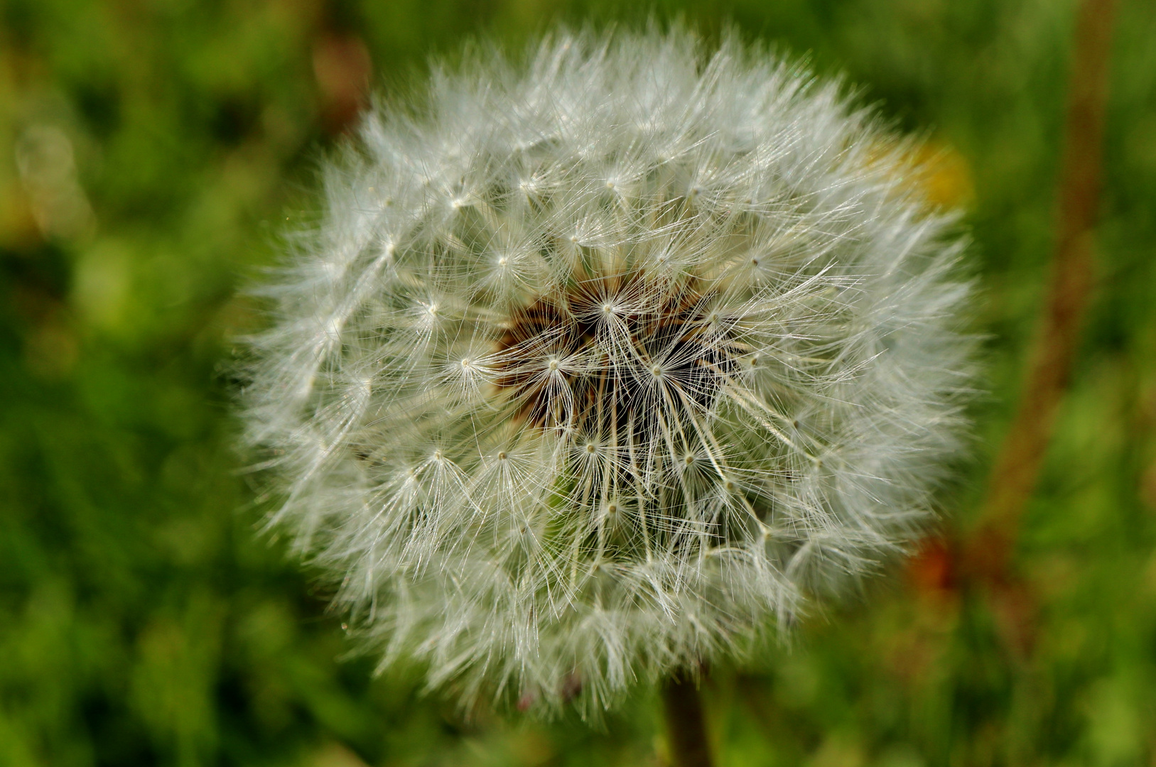 Pusteblume II