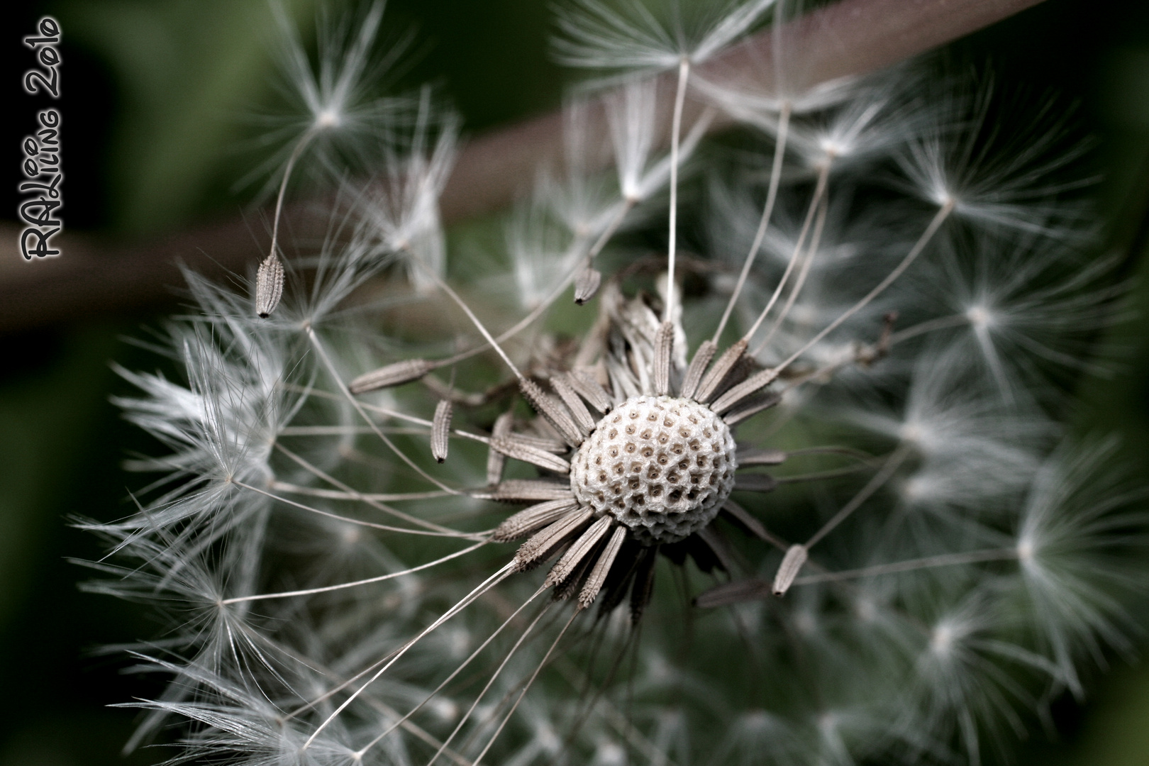 Pusteblume II